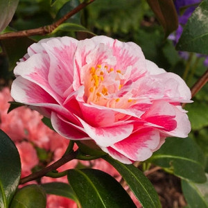 Camellia japonica (Japanese Camellia)