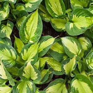 Hosta Whirlwind, Variegated Plantain lily, Plantain Lily 'Whirlwind', Shade perennials, Plants for shade