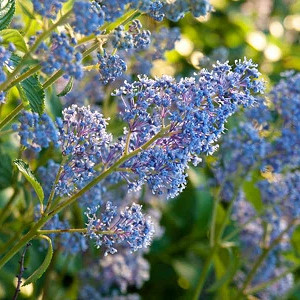 Ceanothus × delileanus 'Gloire de Versailles',  California Lilac 'Gloire de Versailles', Blue Flowers, Fragrant Shrubs, 