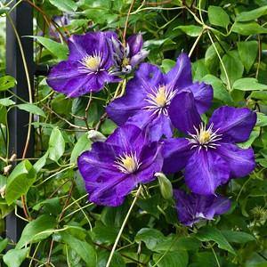 Clematis 'Lady Betty Balfour', Late Large-Flowered Clematis 'Lady Betty Balfour', group 3 clematis, purple clematis, violet clematis, Clematis Vine, Clematis Plant, Flower Vines, Clematis Flower, Clem