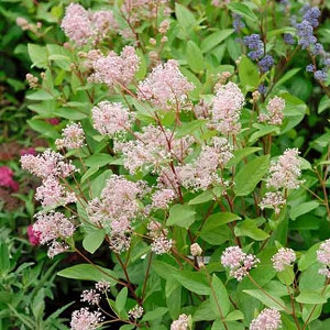 Ceanothus × pallidus 'Marie Simon', California Lilac 'Marie Simon', Pink Flowers, Fragrant Shrubs, Pink California Lilac, Drought tolerant shrubs, 