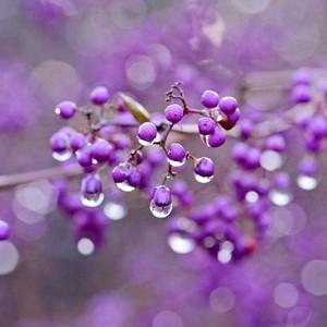 Callicarpa Japonica, Japanese Beautyberry, Purple Berries, Flowering shrubs, Purple fruit