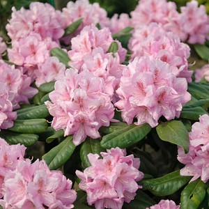 Rhododendron 'Scintillation','Scintillation' Rhododendron, 'Scintillation' Azalea, Evergreen Azalea, Midseason Azalea, Pink Azalea, Pink Rhododendron, Pink Flowering Shrub, Pink Evergreen Shrub