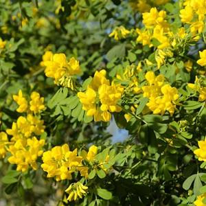 Best Shrubs For Mediterranean Gardens In Cool Countries