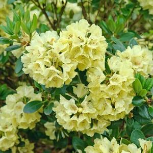 Rhododendron 'Goldkrone', 'Goldkrone' Rhododendron,'Gold Crown' Rhododendron, Midseason Azalea, Midseason Azalea, Yellow Azalea, Yellow Rhododendron, Yellow Flowering Shrub