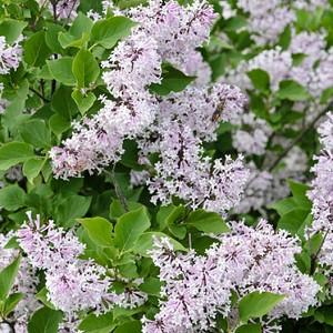 Syringa Vulgaris Yankee Doodle Lilac