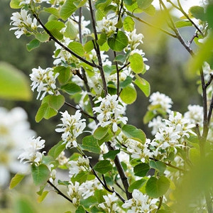 Amelanchier Alnifolia ‘Regent’ (Serviceberry), Serviceberry ‘Regent’, Alder-Leaved Serviceberry ‘Regent’, Saskatoon ‘Regent’, Amelanchier ‘Regent’, Shrub, Fall color, Shrub with berries