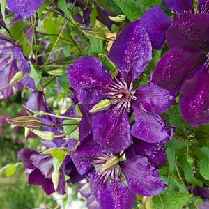 Clematis 'The President', Early Large-Flowered Clematis 'The President', group 2 clematis, purple clematis, Clematis Vine, Clematis Plant, Flower Vines, Clematis Flower, Clematis Pruning
