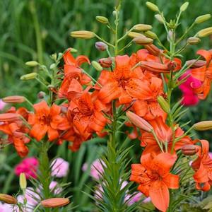 Lilium 'Fire King', Lily 'Fire King', Asiatic Hybrid Lily 'Fire King', Summer flowering Bulb, early summer flowering lilies, red lilies, red lily