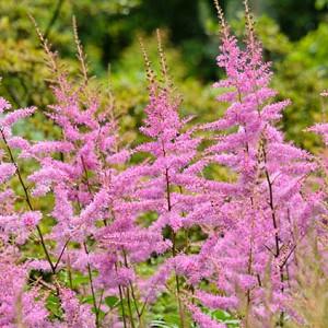 Astilbe Bridal Veil Arendsii Hybrid Astilbe Bridal Veil Arendsii Hybrid