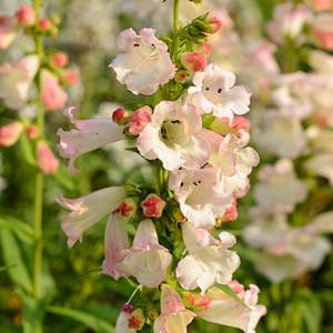 Penstemon Spectabilis Showy Beard Tongue Royal Fast Growing Perennial Seeds Penstemon Spectabilis Showy Beard Tongue Royal Fast Growing Perennial Seeds