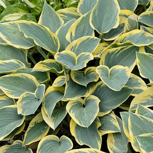 Hosta First Frost, Variegated Plantain lily, Plantain Lily 'First Frost', Shade perennials, Plants for shade