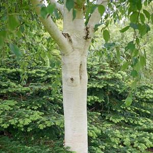 Which Birch To Choose For My Garden,Pizza Toppings List With Pictures
