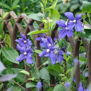 Clematis × durandii, Durand's Clematis, Small-Flowered Clematis , group 3 clematis, purple clematis, blue clematis, Clematis Vine, Clematis Plant, Flower Vines