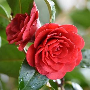 Camellia x Williamsii 'Les Jury', Camellia Les Jury, Les Jury Camellia, Camellia japonica 'Debbie', Spring Blooming Camellias, Late Season Camellias, Red flowers, Red Camellias