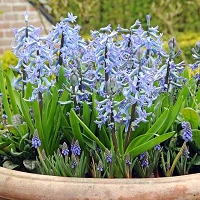 Hyacinthus Orientalis 'Blue Festival', Hyacinth 'Blue Festival', Multi-flowering Hyacinth, Dutch Hyacinth, Hyacinthus Orientalis, Hyacinthus Multiflora, Spring Bulbs, Spring Flowers, blue hyacinth, blue flower
