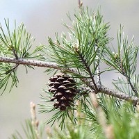 Pinus strobus 'Louie', Eastern White Pine 'Louie', Weymouth Pine 'Louie', North American Pumpkin Pine 'Louie', North American White Pine 'Louie', White Pine 'Louie', Evergreen Tree, Evergreen Shrub, Conifer
