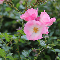 Rosa Rugosa, Rugosa Rose, Japanese Rose, Ramanas Rose, Wild Roses, Rugosa Hybrids, Shrub roses, pink roses, Hardy roses