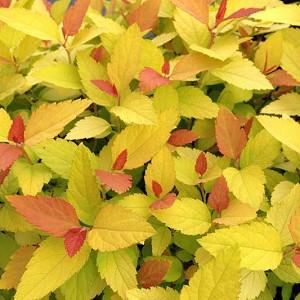 Spiraea Japonica Goldflame Japanese Spirea Spiraea Japonica Goldflame Japanese Spirea