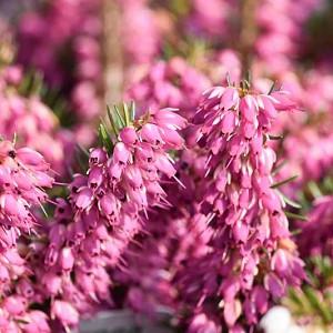 9cm Pot Heather Erica Carnea Lohses Ruby Winter Flowering Low Growing Ground Cover Ruby Red Flowers