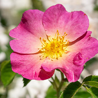 Rosa virginiana, Virginia Rose, Wild Rose, Prairie Rose, American Dwarf Wild Rose, Shining-Leaved Rose, Rosa lucida, Shrub Roses, Pink roses, Hardy roses