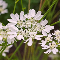 Orlaya Grandiflora, White Lace Flower, White Laceflower, Minoan Lace, French Meadow Parsley, Caucalis grandiflora, Daucus grandiflorus, French cow-parsley, Large-flower Orlaya
