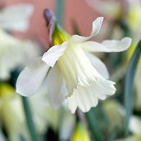 Daffodil 'W.P. Milner', Trumpet Daffodil 'W.P. Milner', Narcissus 'Mr Milner', Narcissus 'Mr W.P. Milner', Narcissus 'Mr. Milner', Trumpet Daffodil, Spring Bulbs, Spring Flowers