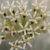 Asclepias Tuberosa, (Butterfly Weed), Butterfly Flower, Butterfly Root, Butterfly Weed, Chieger Flower, Flux Root, Indian Paintbrush, Indian Potato, Orange Root, Pleurisy Root, Swallow Root, Tuber Root, White Root, Wind Root, Windward Root, summer perennial, drought tolerant perennial, orange flowers, yellow flowers