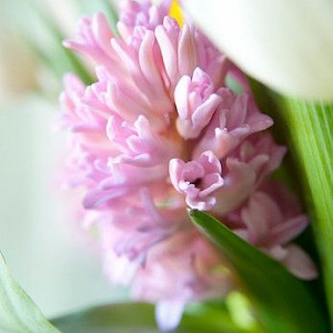 Hyacinthus Orientalis 'Anna Marie', Hyacinthus Orientalis 'Anne Marie', Hyacinth 'Anne Marie', Hyacinth 'Anna Marie', Dutch Hyacinth, Hyacinthus Orientalis, Common Hyacinth, Spring Bulbs, Spring Flowers, pink hyacinth,early spring bloomer, mid spring bloo