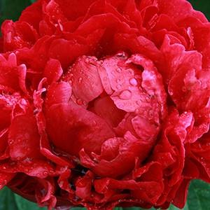 Paeonia 'Henry Bockstoce', Peony 'Henry Bockstoce', 'Henry Bockstoce' Peony, Red Peonies, Red Flowers, Fragrant Peonies