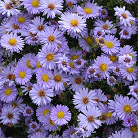Aster 'Little Carlow', Symphyotrichum 'Little Carlow', Michaelmas Daisy 'Little Carlow', Aster cordifolius 'Little Carlow', Fall perennials, Fall Flowers, Lavender Asters, Blue Asters