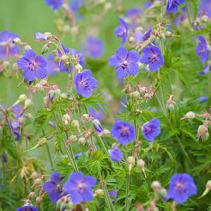 Geranium Pratense, Meadow Cranesbill, Common Cranesbill, Crowfoot, Meadow Geranium, Wild Geranium,Hardy Geranium, Blue Geranium, Best geraniums, Best groundcovers, Purple geranium