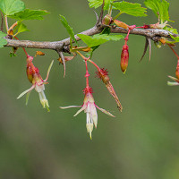 Ribes alpinum, Alpine Currant, Mountain Currant, Shrub with fall color, fall color, shrub with berries