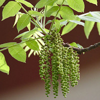 Fagus grandifolia, American Beech, Purple Beech, White Beech, Red Beech, Ridge Beech, Beechnut Tree, Deciduous Tree, Fall Color
