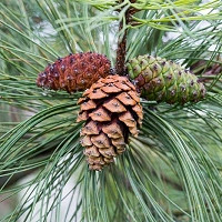 Pinus sylvestris, Scotch Pine, Scots Pine, Archangel Redwood, Baltic Redwood, Scotch Fir, Scots Fir, Norway Fir, Evergreen Conifer, Evergreen Shrub, Evergreen Tree,