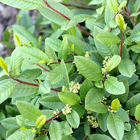 Citrus × latifolia, Persian Lime, Tahiti Lime, Bearss Lime, Seedless Lime