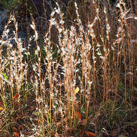 Sporobolus Heterolepis, Prairie Dropseed, Prairie Drop seed, Ornamental Grass