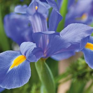 20 BLUE MAGIC DUTCH IRIS BULB CORM NICE BEAUTIFUL SPRING SUMMER FLOWER PERENNIAL