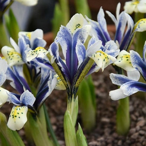 Iris 'Eye-Catcher', Dwarf Iris 'Eye-Catcher', Iris reticulata 'Eye-Catcher', Iris reticulata, Dwarf iris, Early spring Iris,White flowers, White iris,Blue flowers, Blue iris