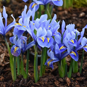 Iris 'Alida', Dwarf Iris 'Alida', Iris reticulata 'Alida', Iris reticulata, Dwarf iris, Early spring Iris,Purple flowers, Purple iris,Blue flowers, Blue iris