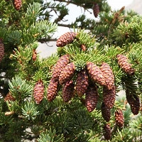 Picea omorika 'Aurea', Serbian Spruce 'Aurea', Aurea Serbian Spruce, Evergreen Conifer, Evergreen Shrub, Evergreen Tree