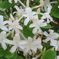 Rhododendron Viscosum, Swamp Azalea, Swamp Honeysuckle, White Swamp Honeysuckle, Deciduous Azalea, Very Late Season Rhododendron, Fragrant Rhododendron, White Rhododendron, White Flowering Shrub
