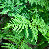 Dryopteris filix-mas, Male Fern, Basket Fern, Shield Fern, Shade plants, shade perennial, plants for shade, plants for wet soils