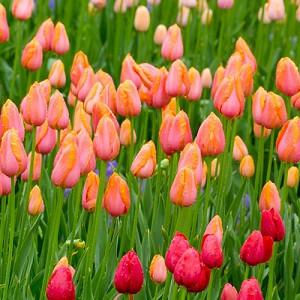 Tulipa 'Dordogne' , Tulip 'Dordogne', Single Late Tulip 'Dordogne', Single Late Tulips, Spring Bulbs, Spring Flowers, Pink Tulip, Orange Tulip, Single Late Tulip, French Tulip