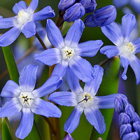 Scilla Bifolia, Alpine Squill, Early Spring Squill, Two-Leaved Squill and Twin Leaf Squill, Spring Bulbs, Spring Flowers