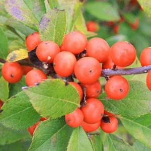 Ilex Verticillata 'Little Goblin Orange', Winterberry 'Little Goblin Orange', orange berries, evergreen shrub, American winterberry, Aquifoliaceae, Berry, holly, Ilex, winter shrub