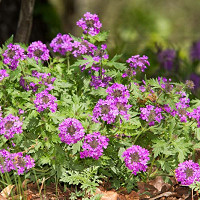 Homestead Purple Verbena, Verbena canadensis Homestead Purple, trailing verbena Homestead Purple, purple verbena, Drought tolerant plants, Heat Tolerant plants