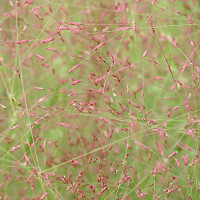 Muhlenbergia capillaris, Pink Muhly Grass, Gulf Muhly, Hair-Awn Muhly, Hairy-Awn Muhly, Hair Grass, Pink Muhly, Pink Grass, Ornamental Grasses, Grasses, decorative Grasses, Perennial Grasses