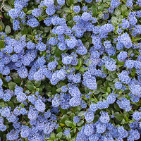 Ceanothus 'Concha',  California Lilac 'Concha', Blue Flowers, Fragrant Shrubs, Evergreen Shrubs