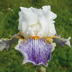 Iris 'Magic Happens', Tall Bearded Iris 'Magic Happens', Iris Germanica 'Magic Happens', Fragrant Irises, Fragrant bearded irises, Early Irises, Mid Season Irises, Bicolor irises, Award Irises